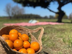 naranjas